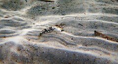 Lepidoblennius marmoratus