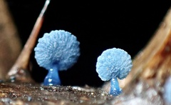 Mycena indigotica
