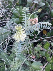 Astragalus trichopodus