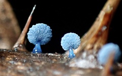 Mycena indigotica
