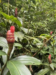 Costus spiralis