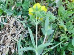 Potentilla recta