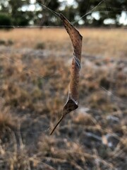 Phonognatha graeffei