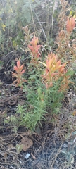 Castilleja tenuiflora