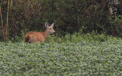 Blastocerus dichotomus