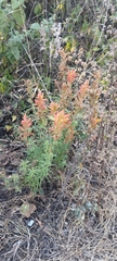 Castilleja tenuiflora
