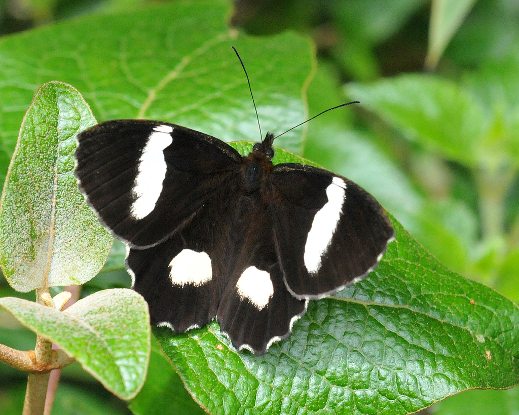 Pedaliodes phaedra