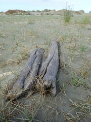 Pericoptus truncatus