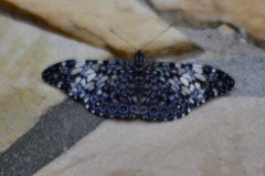 Hamadryas fornax