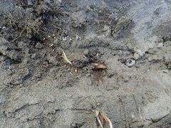 Pericoptus truncatus