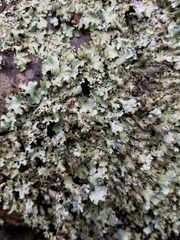 Parmotrema crinitum