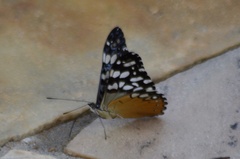 Hamadryas fornax