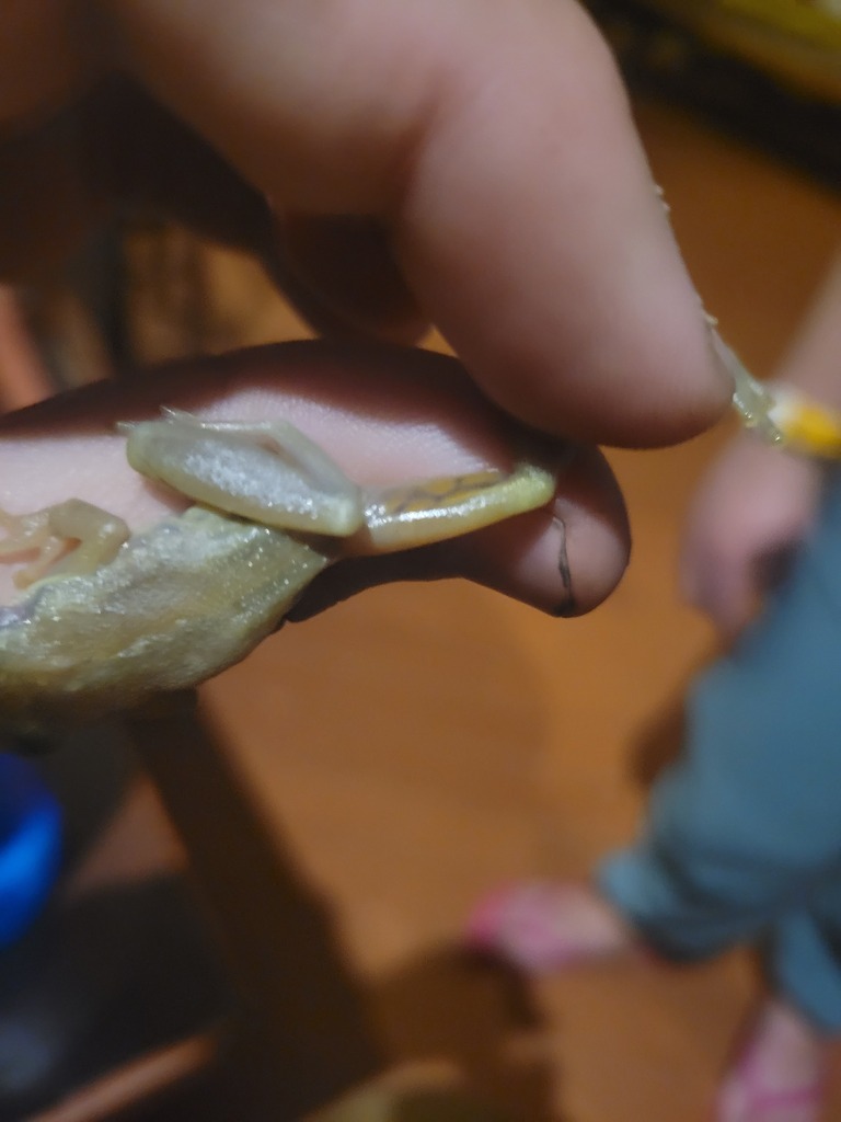 Blair's Snouted Treefrog