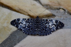 Hamadryas fornax