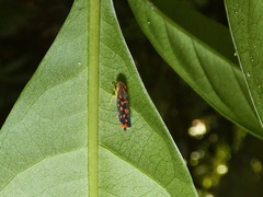 Ladoffa rubriguttata