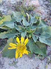 Tetragonotheca repanda