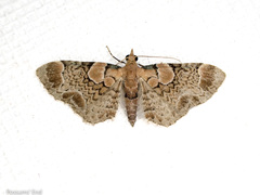 Chloroclystis lichenodes