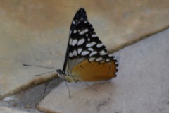 Hamadryas fornax
