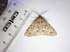 Pseudocoremia terrena