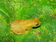 Dendropsophus mathiassoni