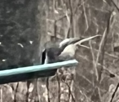 Poecile carolinensis