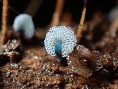 Mycena indigotica