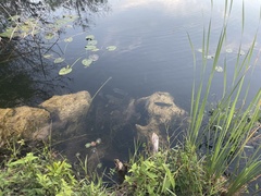 Micropterus floridanus