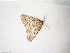 Pseudocoremia terrena