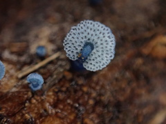 Mycena indigotica