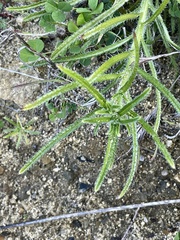 Cryptantha intermedia