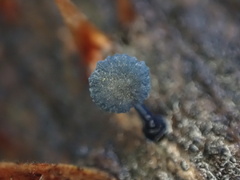Mycena indigotica