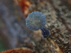 Mycena indigotica