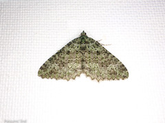 Austrocidaria umbrosa