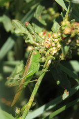Conocephalus longipes