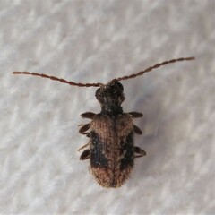 Ptinus texanus