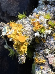 Teloschistaceae