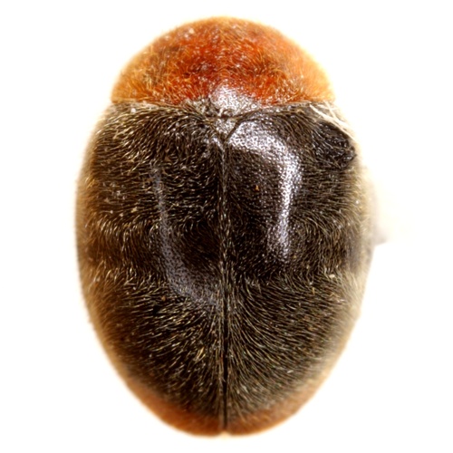 Mealybug Destroyer