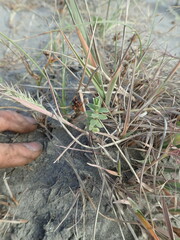Pimelea villosa