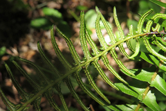 Blechnum australe