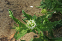 Acicarpha tribuloides