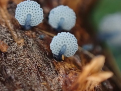 Mycena indigotica
