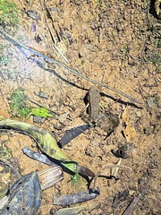 Lithobates warszewitschii