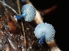 Mycena indigotica
