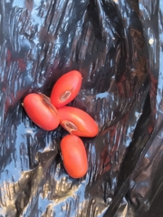 Erythrina flabelliformis