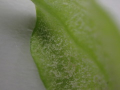 Peronospora alsinearum