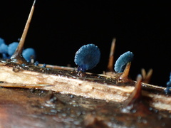 Mycena indigotica