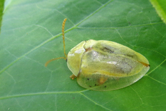 Paraselenis