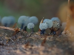 Mycena indigotica