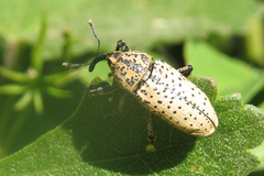 Acrotomopus microspilotus