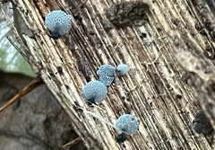 Mycena indigotica